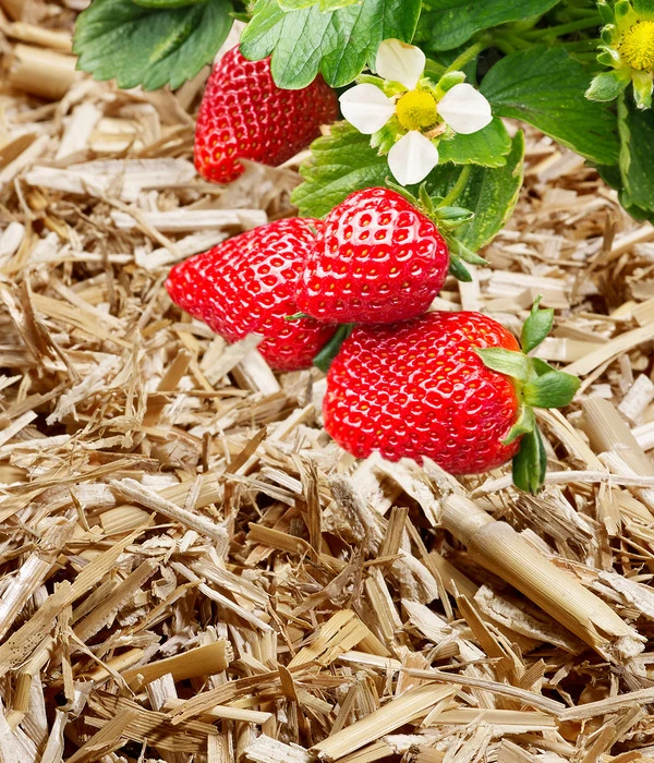 Manna Bio Terravital, 15 Kg – Bild 2