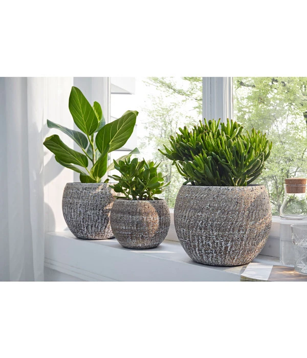 Banyanbaum - Ficus Benghalensis 'Audrey' – Bild 2