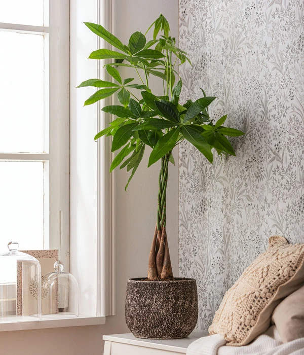 Glückskastanie - Pachira Aquatica, In Keramik – Bild 2