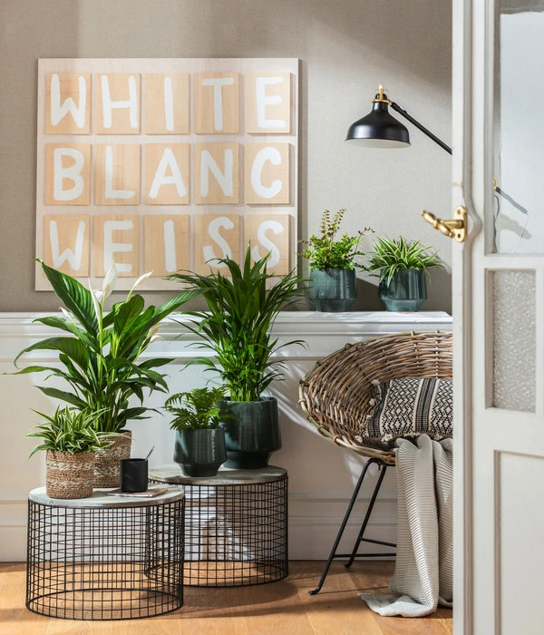 Air So Pure® Einblatt - Spathiphyllum Wallisii 'Bingo' – Bild 3