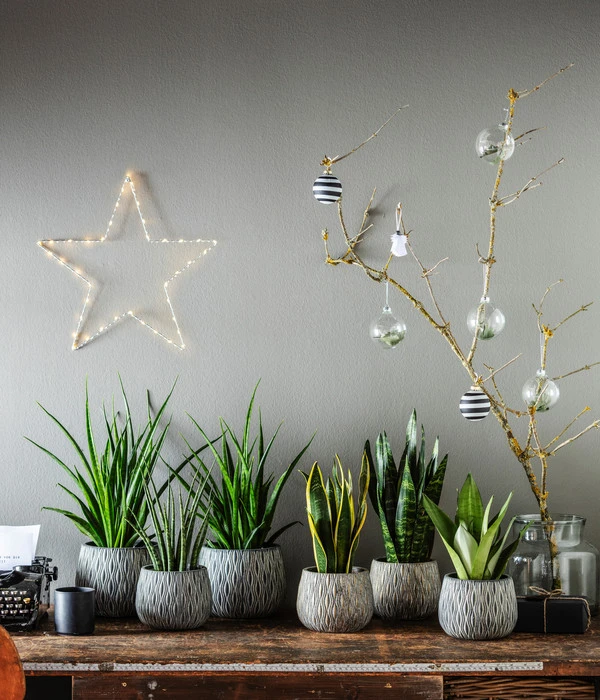 Bogenhanf - Sansevieria Zeylanica – Bild 2