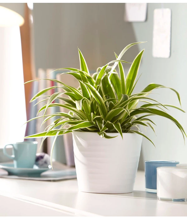 Grünlilie - Chlorophytum Comosum 'Ocean' – Bild 3