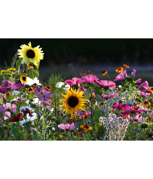 Dehner Natura Saatgut 'Bienenweide' – Bild 2