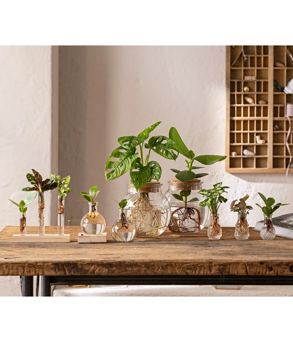 Waterplant Balsamapfel Im Kugelglas - Clusia Rosea 'Princess', Mit LED – Bild 3