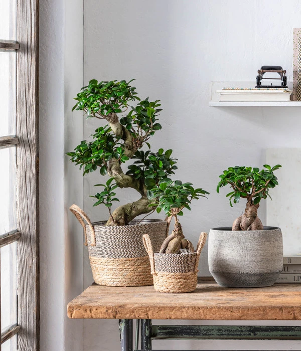 Chinesische Feige - Ficus Microcarpa 'Ginseng' – Bild 2