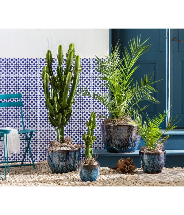 Abessinische Wolfsmilch - Euphorbia Abyssinica – Bild 2