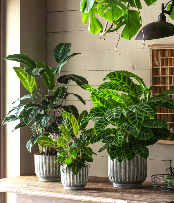 Korbmarante - Calathea 'Maui Queen' – Bild 2