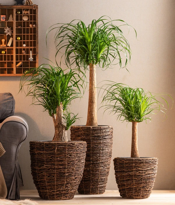 Elefantenfuß - Beaucarnea Recurvata, Verzweigt – Bild 2