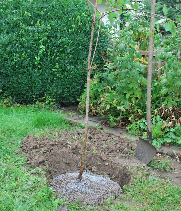 Wühlmauskorb – Bild 5