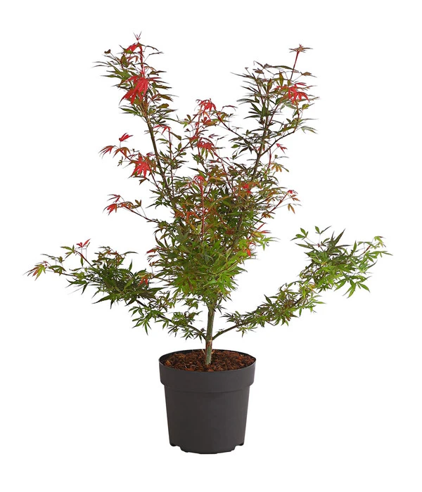 Fächerahorn 'Shaina'