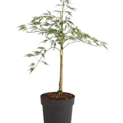 Grüner Schlitz-Ahorn 'Dissectum'