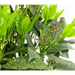 Dehner Japanische Aukube 'Variegata'