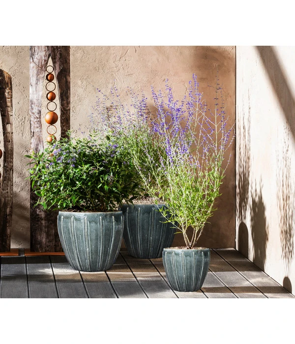 Bartblume 'Blue Knight' – Bild 4