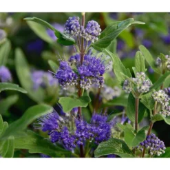 Bartblume 'Blue Knight'