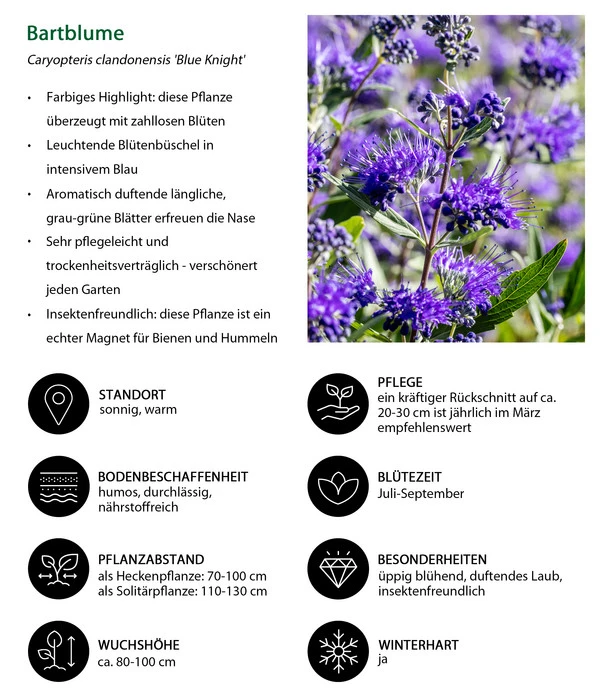 Bartblume 'Blue Knight' – Bild 6