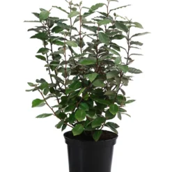 Wintergrüne Ölweide 'Compacta'