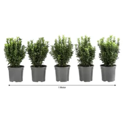 1 Meter Säulen-Spindelstrauch 'Green Rocket', 5 X Ca. 25 Cm