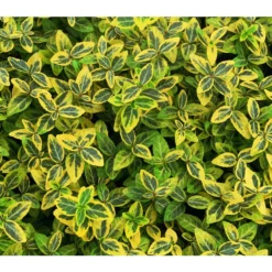 Kriech-Spindelstrauch 'Emerald'n Gold'