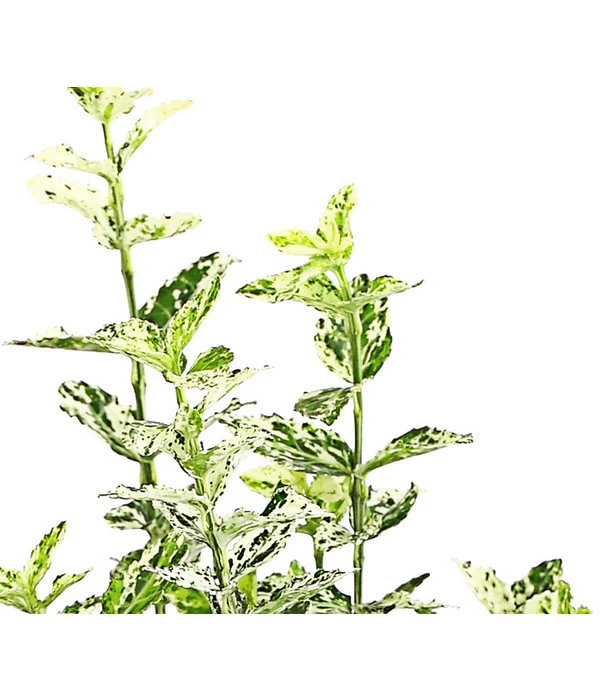 Spindelstrauch 'Harlequin' – Bild 2