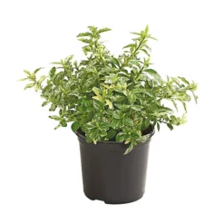 Spindelstrauch 'Harlequin'