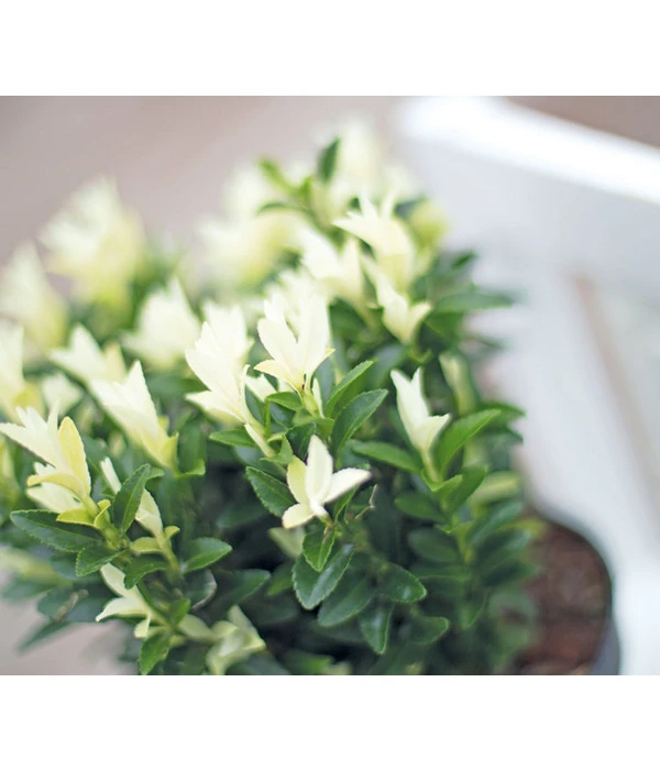 Kriech-Spindelstrauch 'Paloma Blanca' – Bild 2