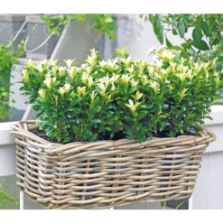 Kriech-Spindelstrauch 'Paloma Blanca'