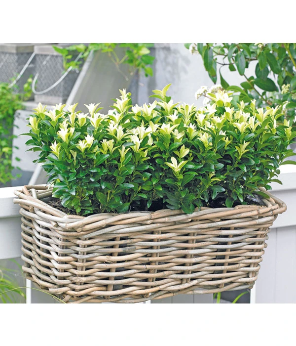 Kriech-Spindelstrauch 'Paloma Blanca'