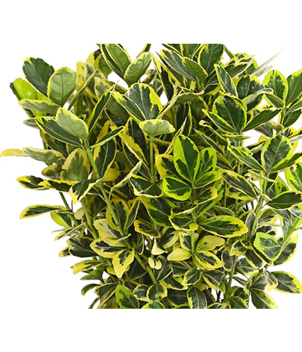 Japanischer Spindelstrauch 'Marieke' – Bild 2