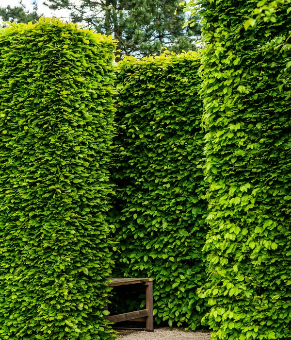 6 Meter Rotbuche, 20 X Ca. 150-175 Cm – Bild 3