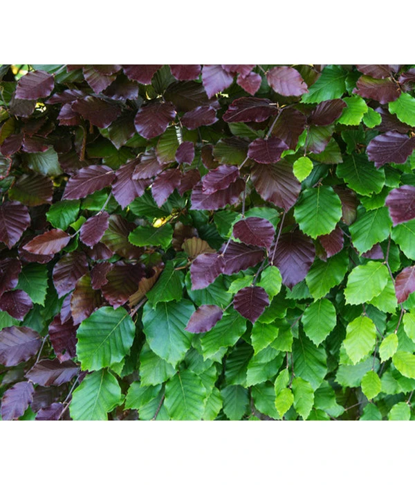 15 Meter Blutbuche ‘Purpurea‘, 60 X 125-150 Cm – Bild 4