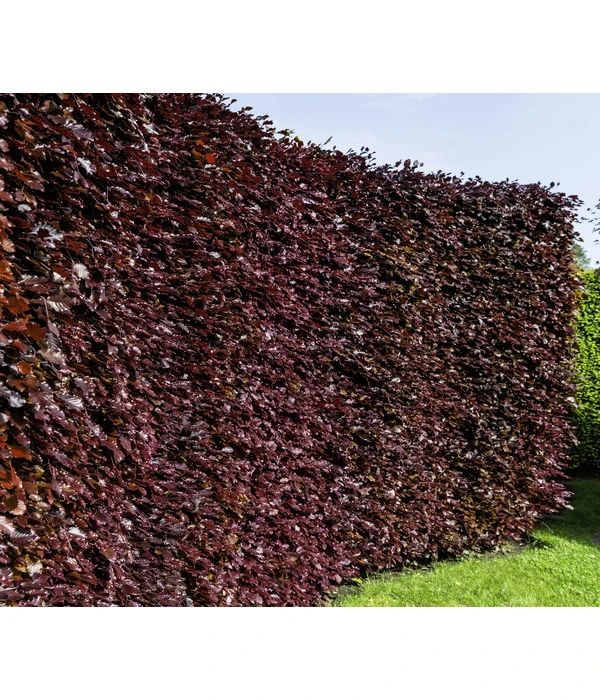 15 Meter Blutbuche ‘Purpurea‘, 60 X 125-150 Cm – Bild 3