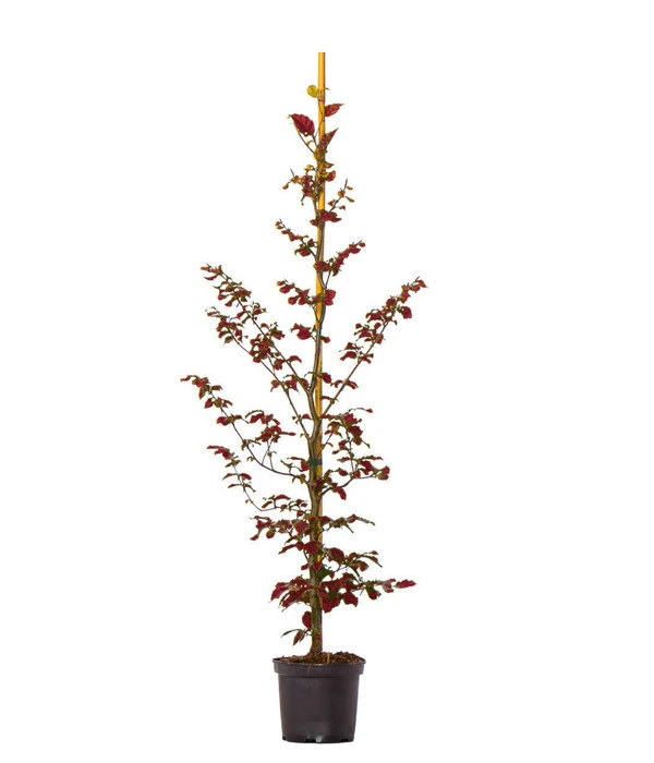 15 Meter Blutbuche ‘Purpurea‘, 60 X 125-150 Cm – Bild 2