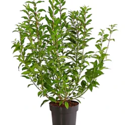 Forsythie 'Week-End' - Goldglöckchen