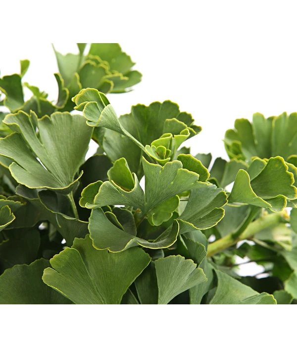 Ginkgobaum - Fächerblattbaum 'Marijke' – Bild 2