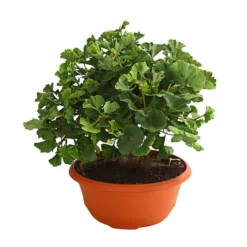 Ginkgobaum - Fächerblattbaum 'Marijke'