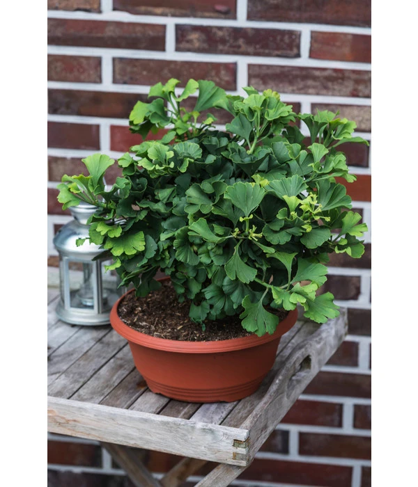 Ginkgobaum - Fächerblattbaum 'Marijke' – Bild 3