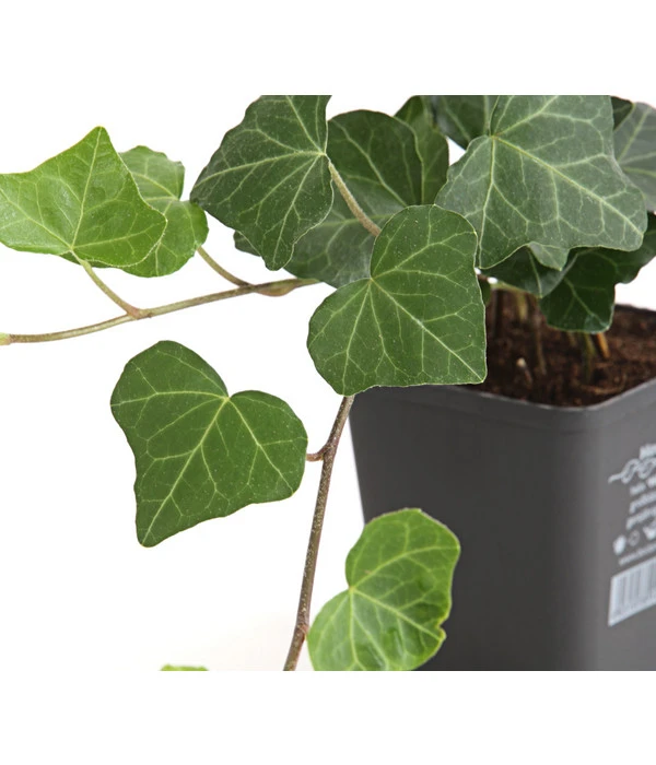 Irischer Efeu - Großblättriger Efeu – Bild 2