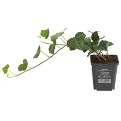 Irischer Efeu - Großblättriger Efeu