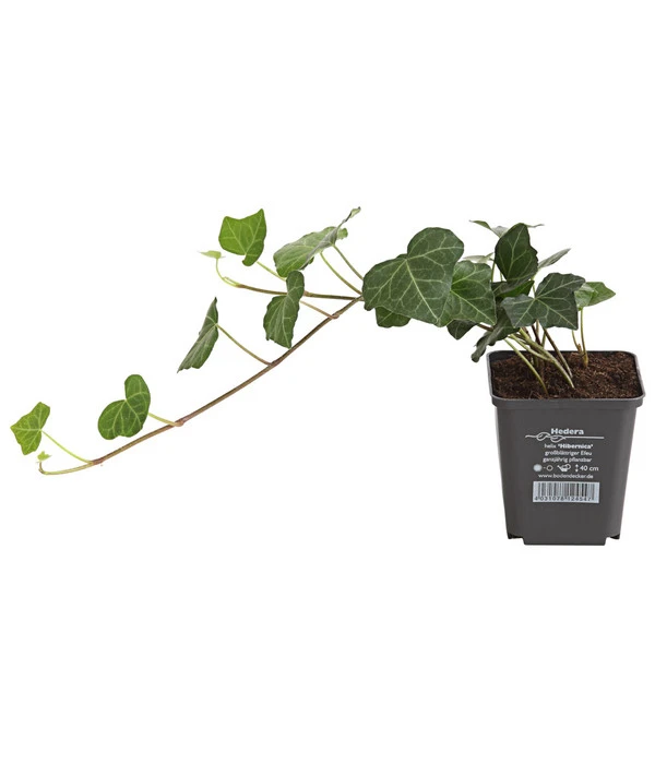 Irischer Efeu - Großblättriger Efeu