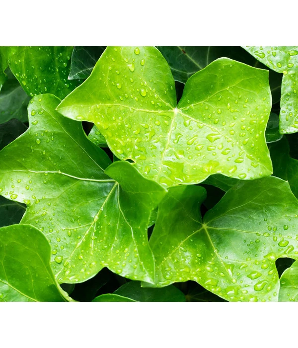 Irischer Efeu - Großblättriger Efeu – Bild 3