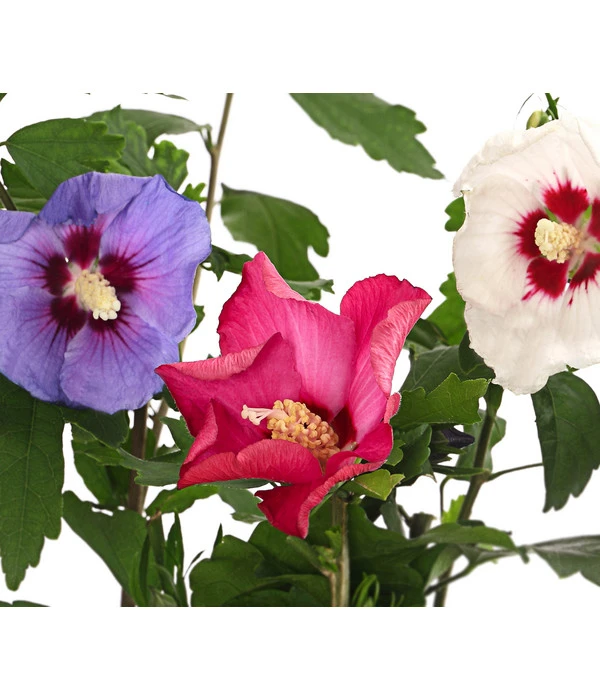 Hibiskus-Trio - Garten-Eibisch