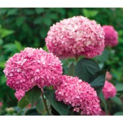 Schneeball-Hortensie 'Pink Annabelle®'