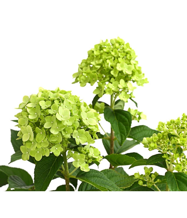 Rispen-Hortensie 'Limelight®' – Bild 7