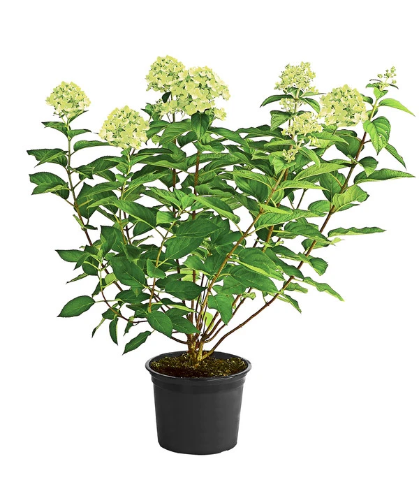 Rispen-Hortensie 'Limelight®' – Bild 2