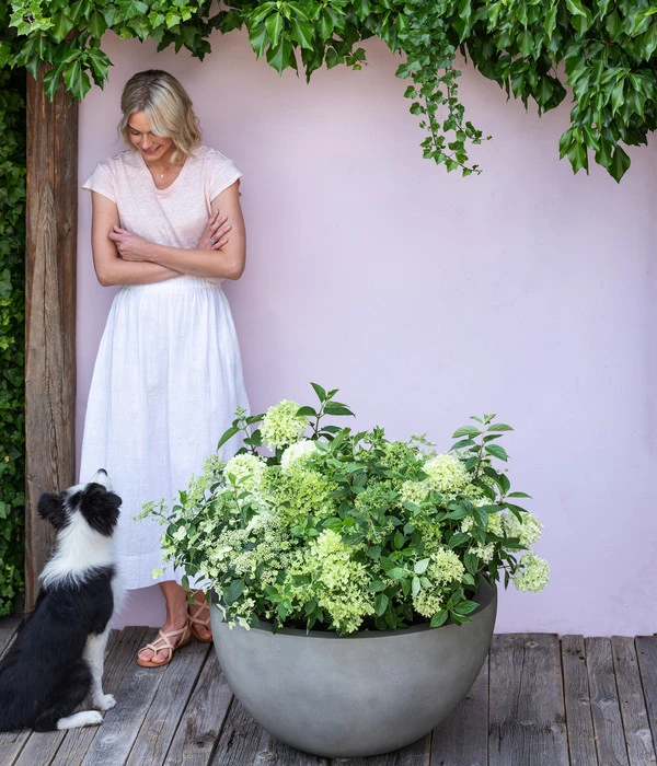 Rispen-Hortensie 'Limelight®' – Bild 3