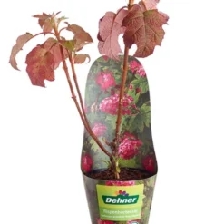 Rispen-Hortensie 'Ruby Slippers'