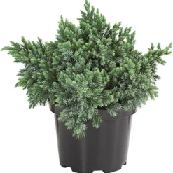 Schuppen-Wacholder 'Blue Star'