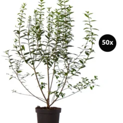 17 Meter Ovalblättriger Liguster, 50 X Ca. 60-100 Cm