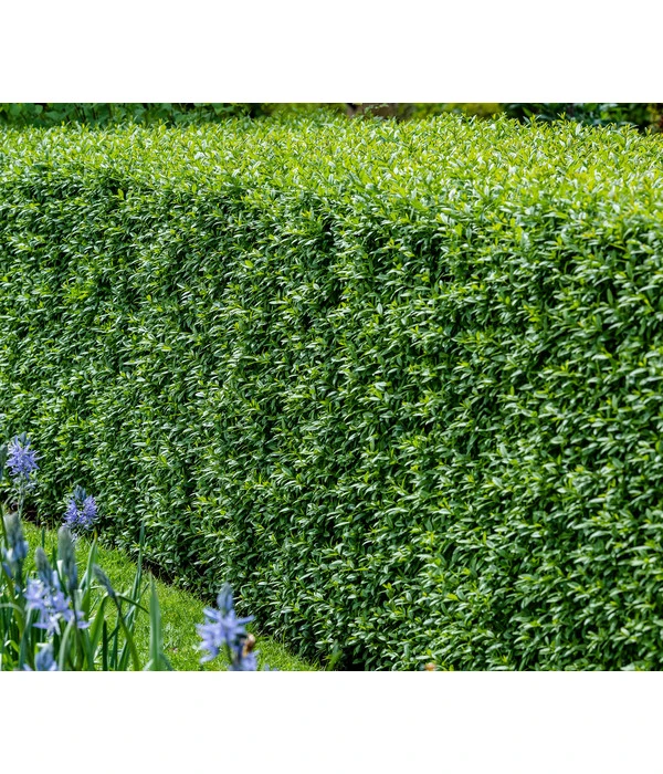 10 Meter Wintergrüner Liguster 'Atrovirens', 30 X Ca. 100-150 Cm – Bild 2
