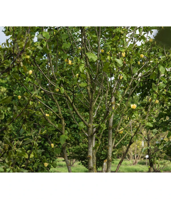Duft-Magnolie 'Yellow Bird' – Bild 2